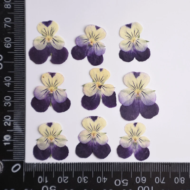 2-3cm/24pcs,nature Pressed Two – Herbal Wellness Drops recenzja i cena